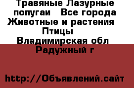 Травяные Лазурные попугаи - Все города Животные и растения » Птицы   . Владимирская обл.,Радужный г.